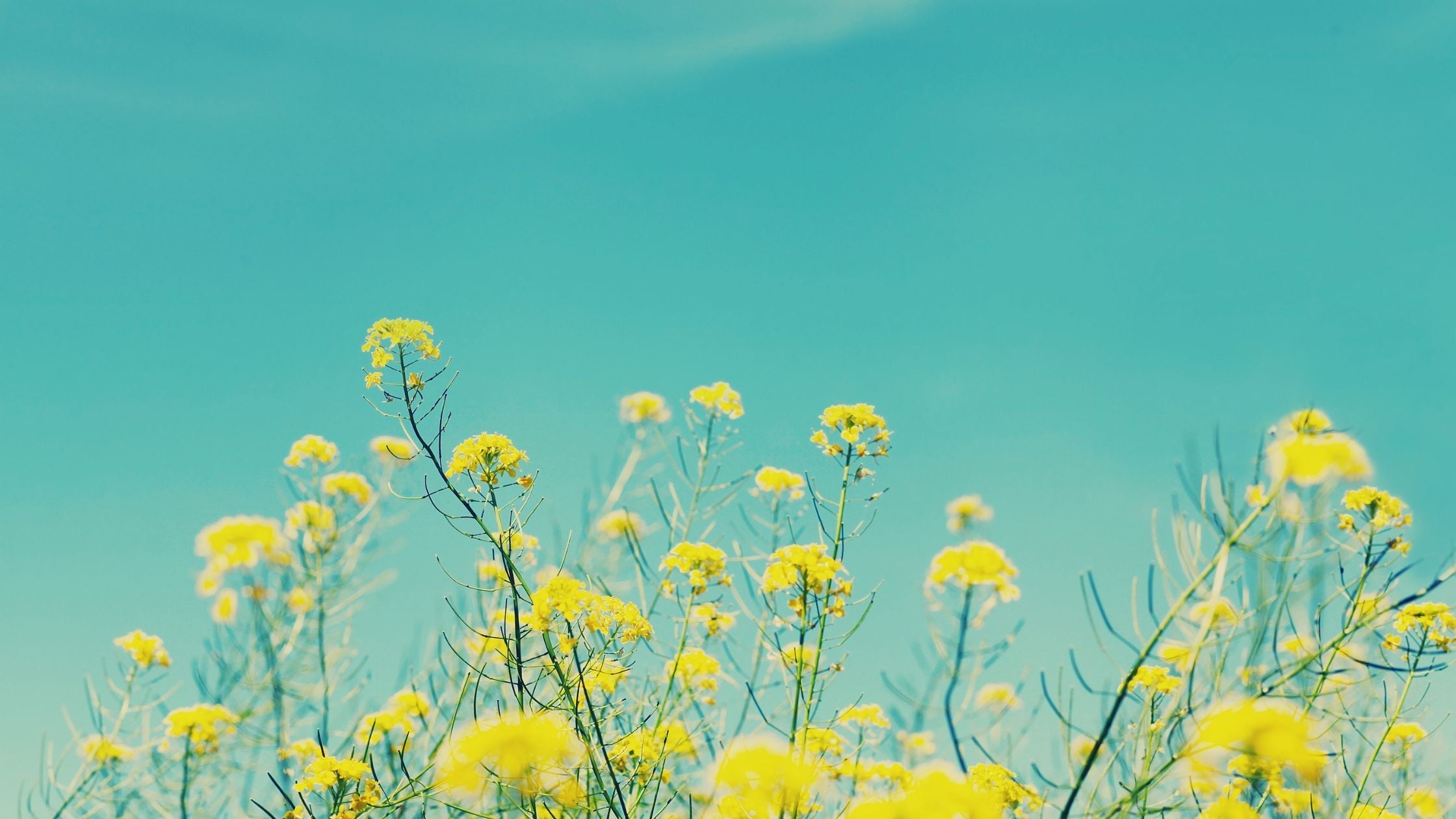 The Science Behind BeMo & Why It Works: A Psychological and Behavioral Perspective